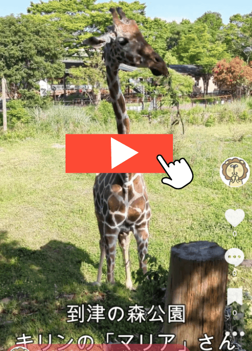 福岡県北九州市にある到津の森公園のキリンのマリアさんの画像でタップすると、実際に撮ってきた動画に移動する。